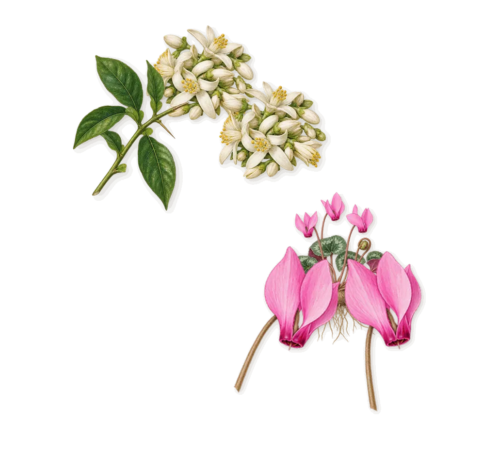 Missing Person, as it settles: Cyclamen, Bitter orange