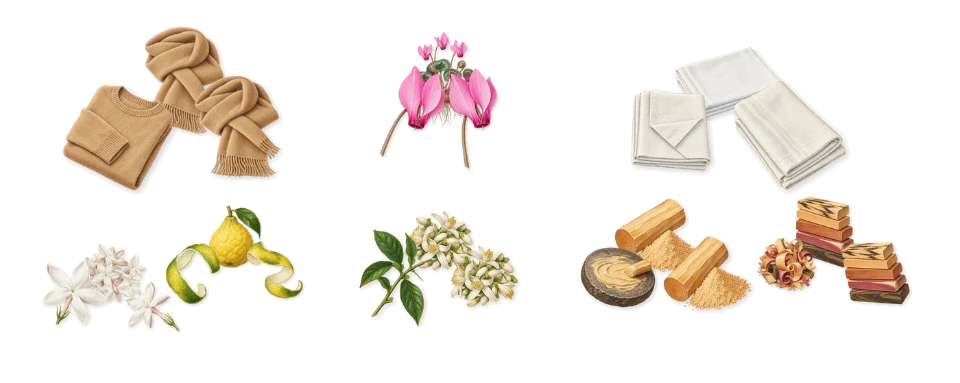 Missing Person’s scent picture, a draft: skin musk, bergamot, jasmine, cyclamen, bitter orange, sandalwood drawn so far; dashed outlines where nothing is drawn yet