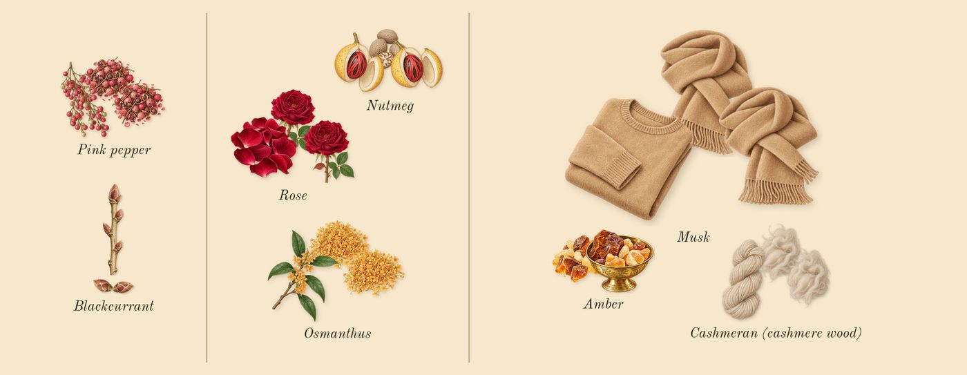 Rose Whip’s scent picture, a draft: pink pepper, blackcurrant, rose, osmanthus, nutmeg, amber drawn so far; dashed outlines where nothing is drawn yet