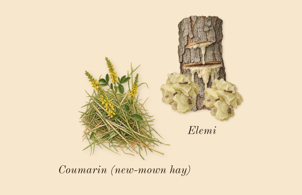 Portrayal Woman, dry-down: Elemi, Coumarin (new-mown hay)
