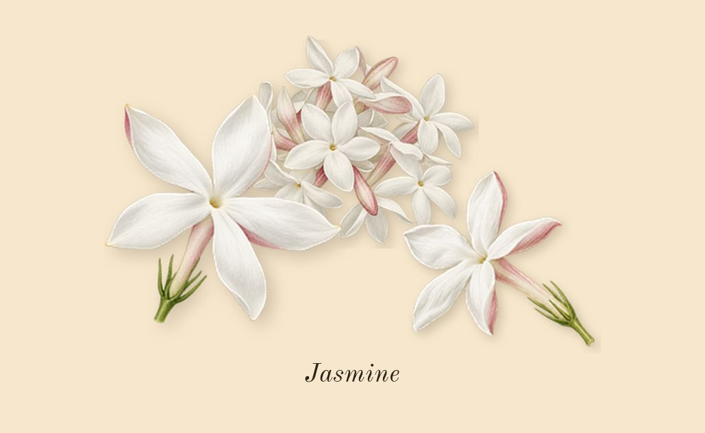 Portrayal Woman, top notes: Jasmine