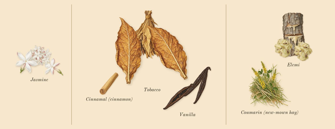 Portrayal Woman’s scent picture, a draft: jasmine, tobacco, vanilla, elemi, coumarin (new-mown hay), cinnamal (cinnamon) drawn so far; dashed outlines where nothing is drawn yet