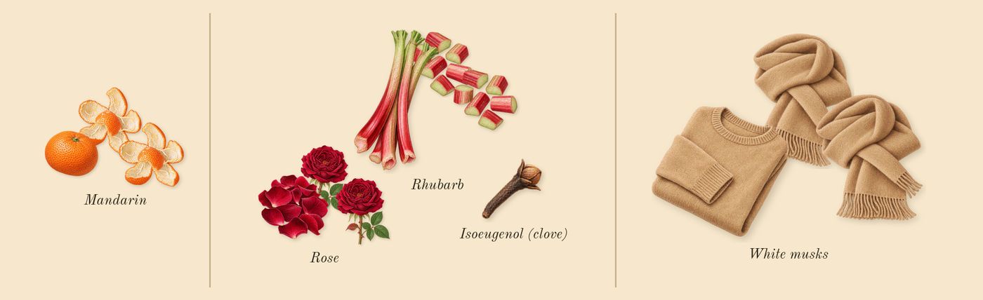 Infusion de Rhubarbe’s scent picture, a draft: rhubarb, rose, mandarin, white musks, isoeugenol (clove) drawn so far; dashed outlines where nothing is drawn yet