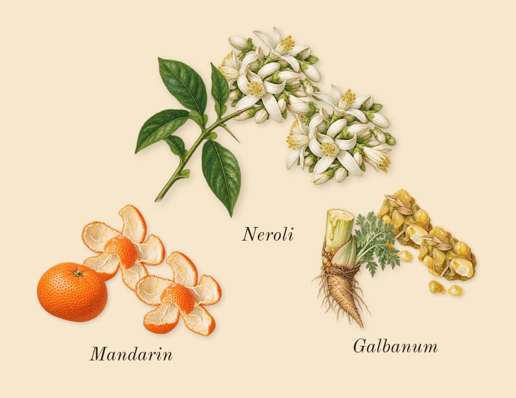 Infusion de Rose, top notes: Mandarin, Galbanum, Neroli