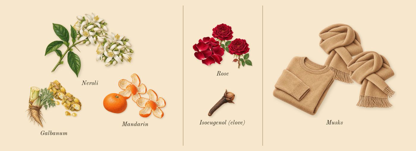 Infusion de Rose’s scent picture, a draft: rose, mandarin, galbanum, neroli, musks, isoeugenol (clove) drawn so far; dashed outlines where nothing is drawn yet