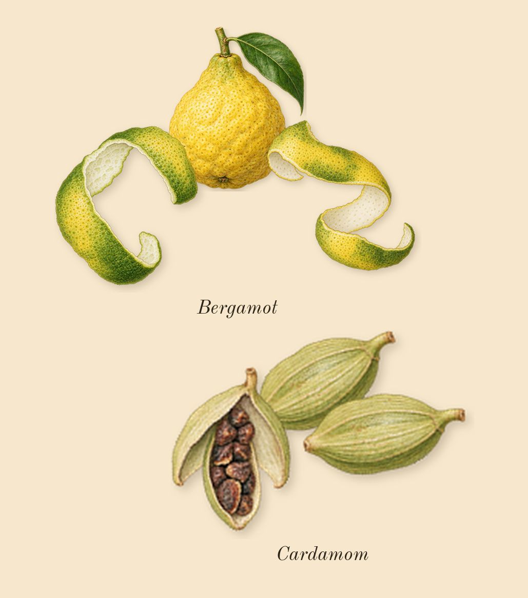 Infusion d'Ylang, top notes: Bergamot, Cardamom