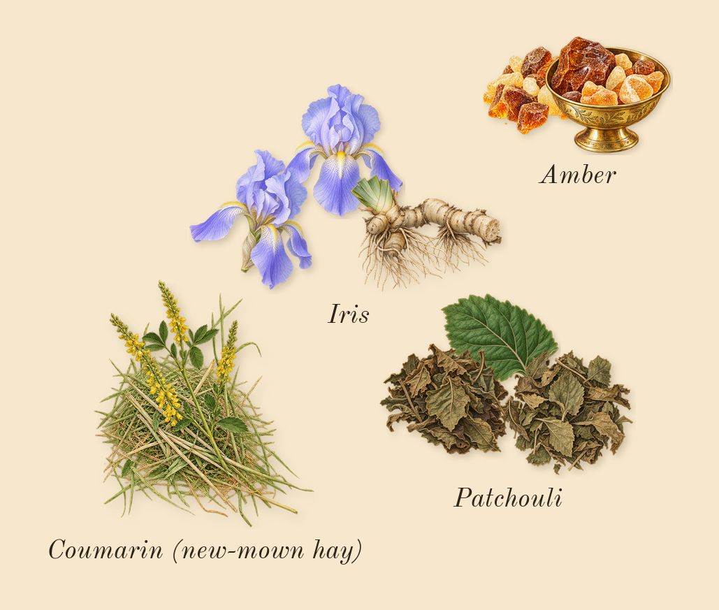 L'Homme, dry-down: Patchouli, Amber, Iris, Coumarin (new-mown hay)