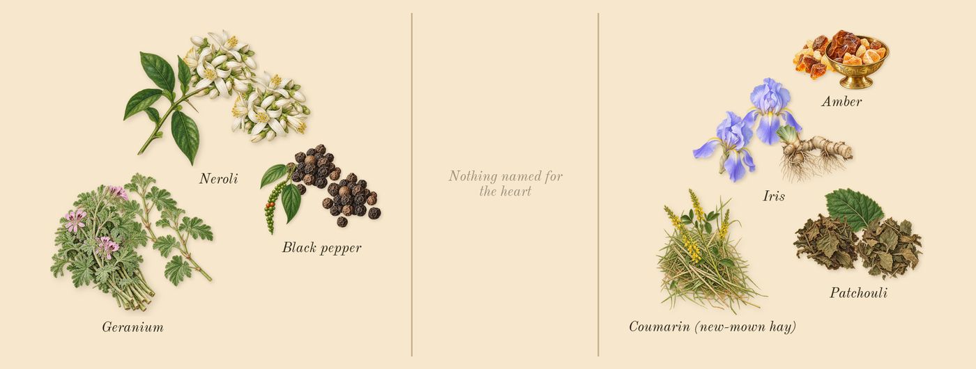 L'Homme’s scent picture, a draft: black pepper, geranium, patchouli, amber, iris, neroli drawn so far; dashed outlines where nothing is drawn yet