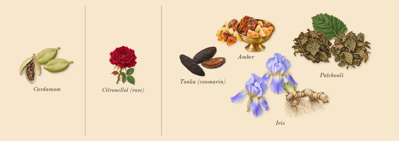 L'Homme Intense’s scent picture, a draft: cardamom, patchouli, amber, iris, tonka (coumarin), citronellol (rose) drawn so far; dashed outlines where nothing is drawn yet