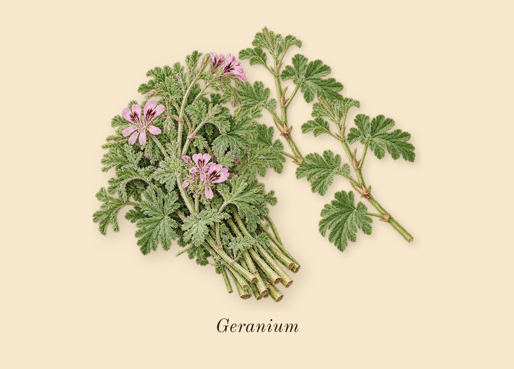 Luna Rossa Carbon, heart: Geranium