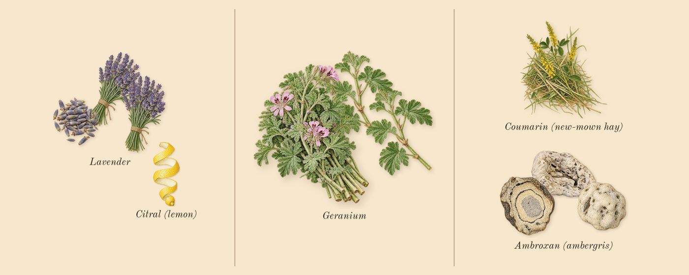 Luna Rossa Carbon’s scent picture, a draft: lavender, geranium, ambroxan (ambergris), coumarin (new-mown hay), citral (lemon) drawn so far; dashed outlines where nothing is drawn yet
