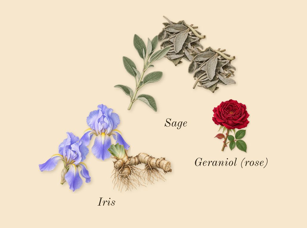 Luna Rossa Ocean, heart: Iris, Sage, Geraniol (rose)