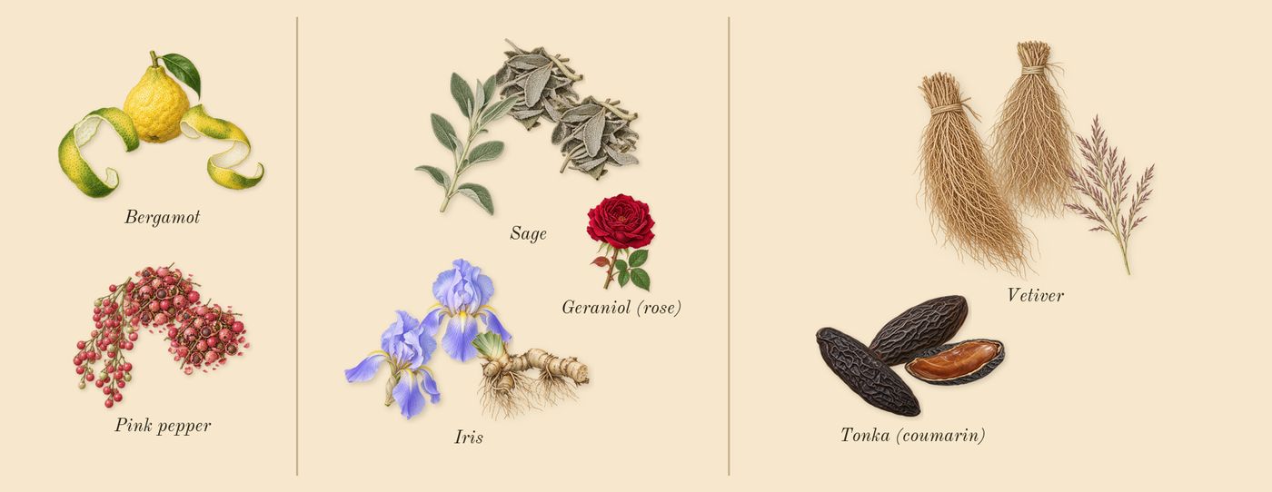 Luna Rossa Ocean’s scent picture, a draft: bergamot, pink pepper, iris, sage, vetiver, tonka (coumarin) drawn so far; dashed outlines where nothing is drawn yet