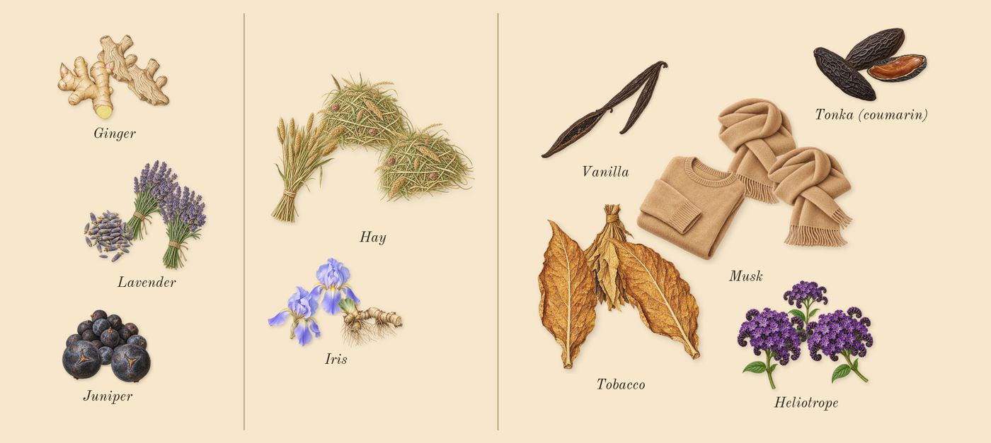 Luna Rossa Sport’s scent picture, a draft: lavender, juniper, ginger, iris, hay, tonka (coumarin) drawn so far; dashed outlines where nothing is drawn yet