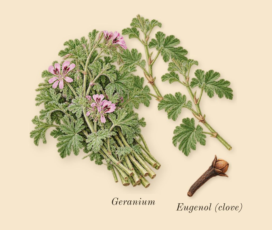 Paradigme, heart: Geranium, Eugenol (clove)