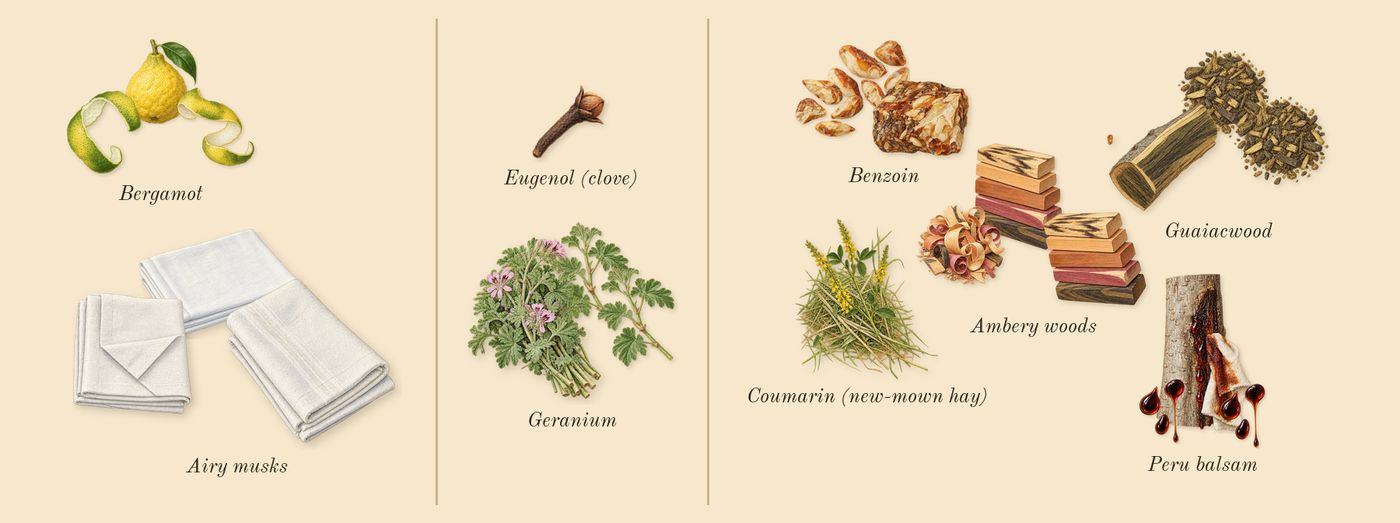 Paradigme’s scent picture, a draft: bergamot, airy musks, geranium, ambery woods, peru balsam, benzoin drawn so far; dashed outlines where nothing is drawn yet
