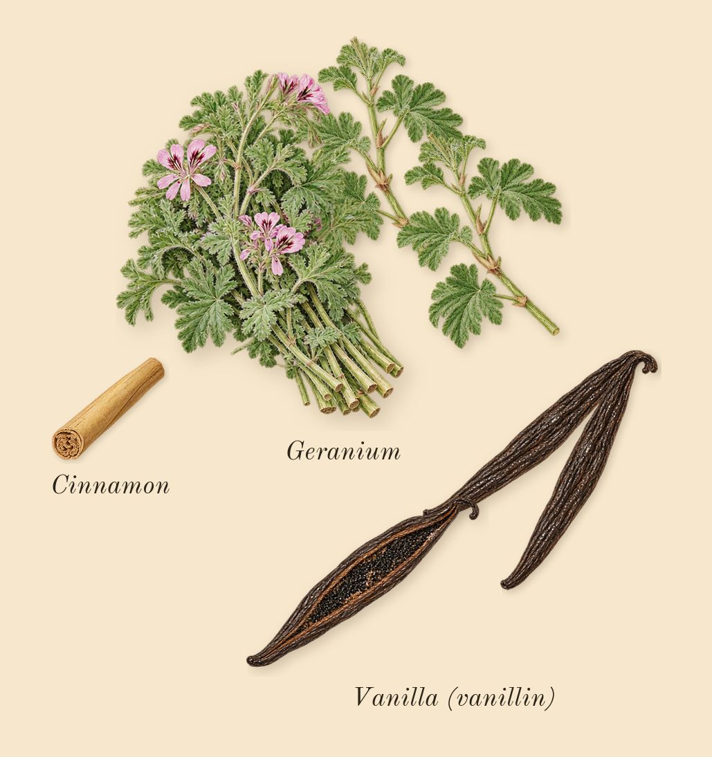 Paradigme Le Parfum, heart: Vanilla (vanillin), Geranium, Cinnamon