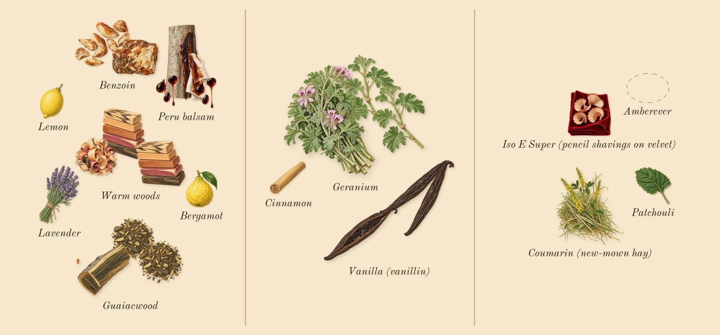 Paradigme Le Parfum’s scent picture, a draft: warm woods, peru balsam, benzoin, guaiacwood, vanilla (vanillin), geranium drawn so far; dashed outlines where nothing is drawn yet