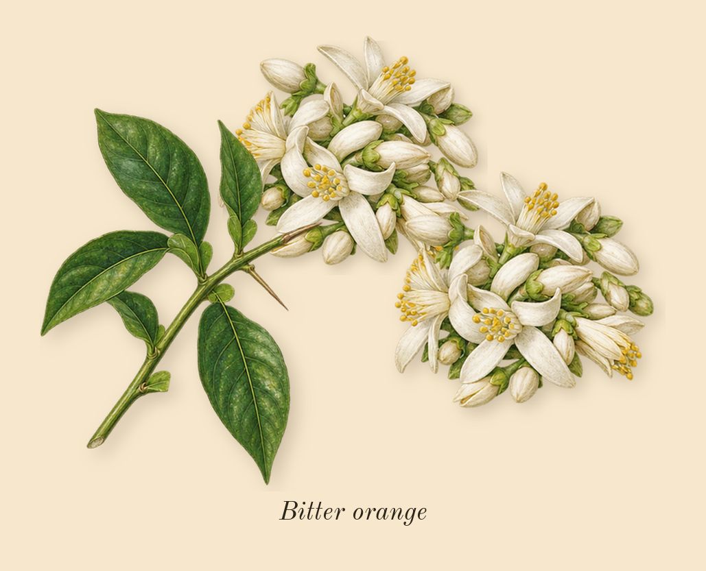 Paradoxe, top notes: Bitter orange