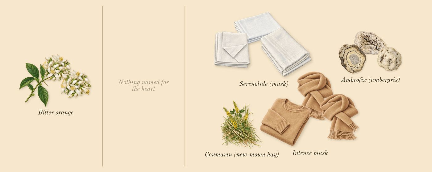 Paradoxe’s scent picture, a draft: bitter orange, ambrofix (ambergris), serenolide (musk), intense musk, coumarin (new-mown hay) drawn so far; dashed outlines where nothing is drawn yet