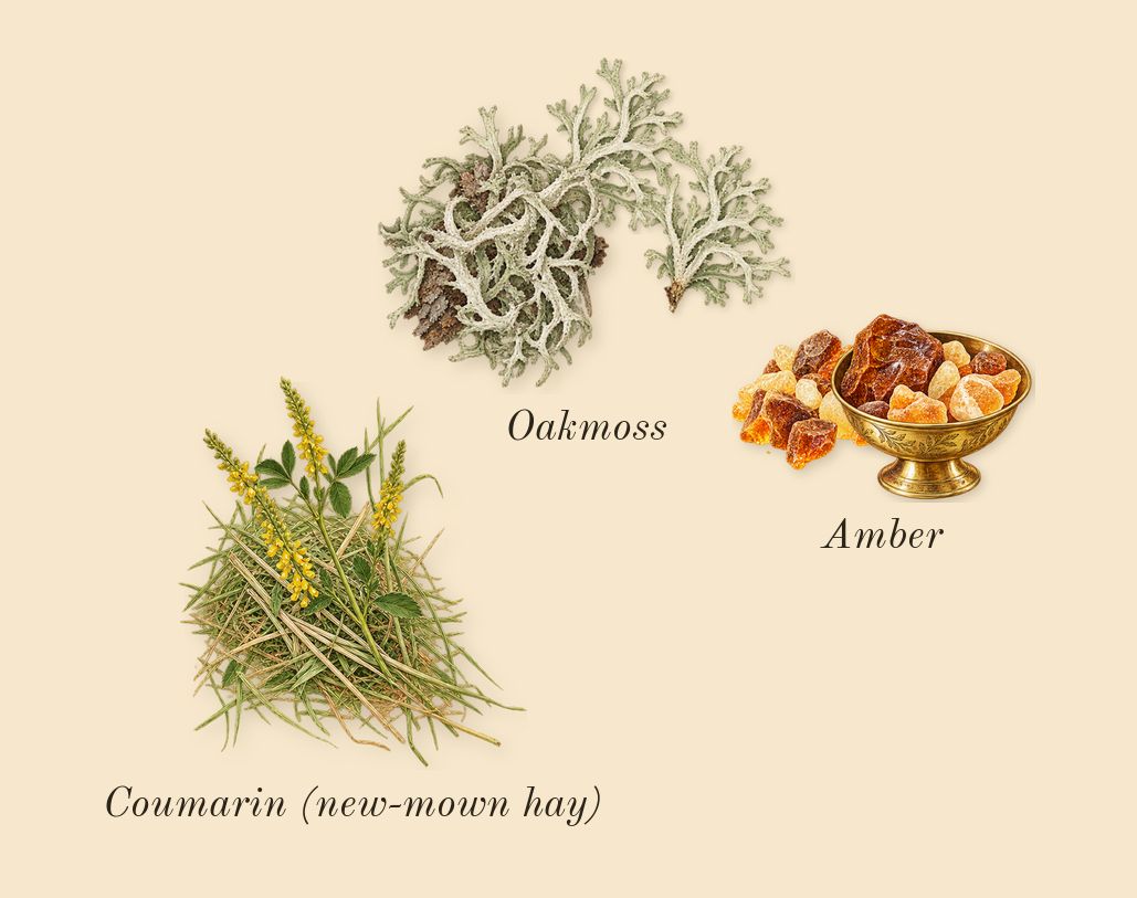 Paradoxe Intense, dry-down: Oakmoss, Amber, Coumarin (new-mown hay)