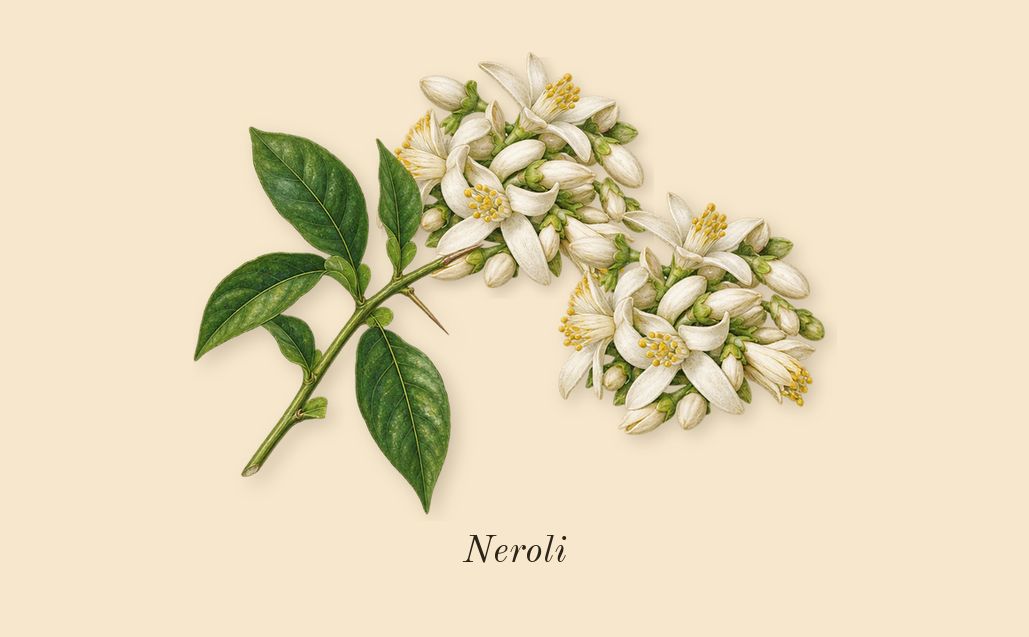 Paradoxe Intense, top notes: Neroli