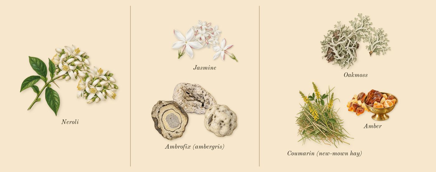 Paradoxe Intense’s scent picture, a draft: neroli, ambrofix (ambergris), oakmoss, jasmine, amber, coumarin (new-mown hay) drawn so far; dashed outlines where nothing is drawn yet