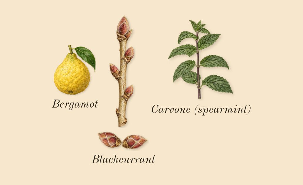 Paradoxe Sweet Chemistry, top notes: Blackcurrant, Bergamot, Carvone (spearmint)