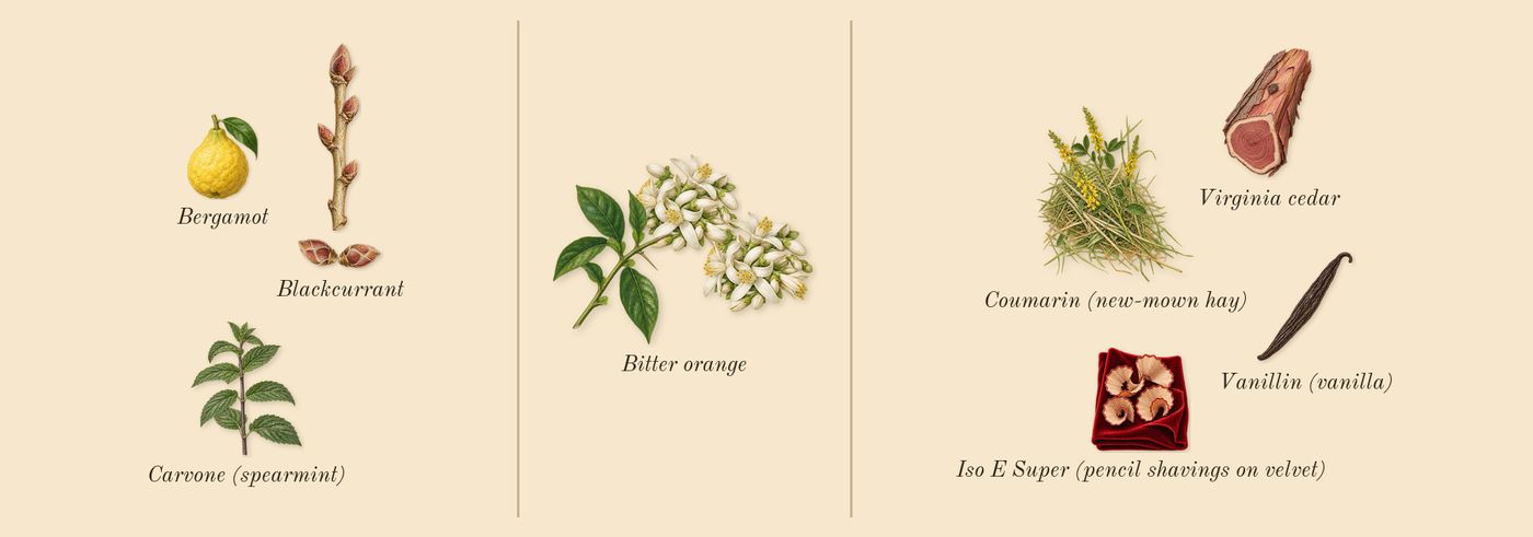 Paradoxe Sweet Chemistry’s scent picture, a draft: blackcurrant, bitter orange, virginia cedar, bergamot, iso e super (pencil shavings on velvet), vanillin (vanilla) drawn so far; dashed outlines where nothing is drawn yet