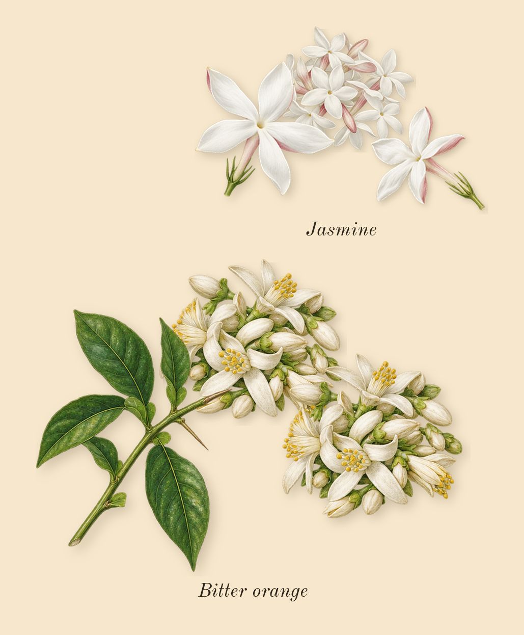 Paradoxe Virtual Flower, heart: Bitter orange, Jasmine