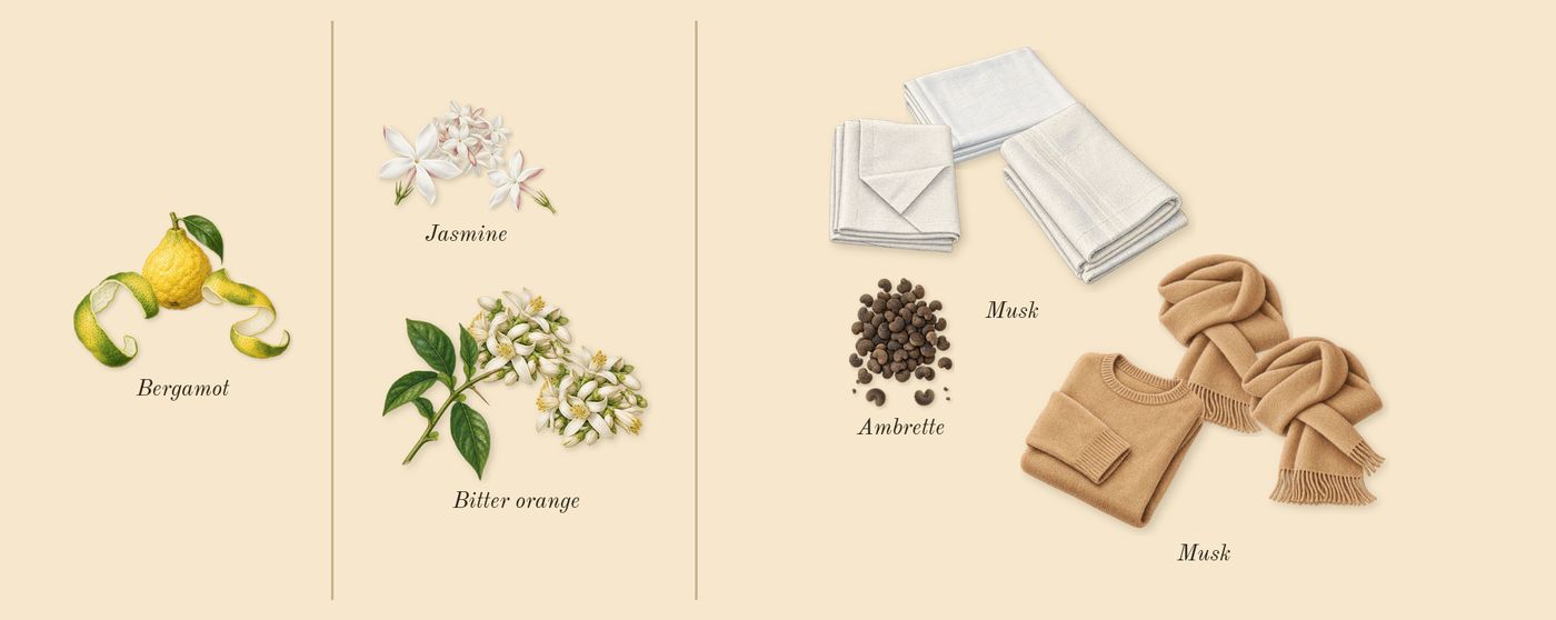 Paradoxe Virtual Flower’s scent picture, a draft: bergamot, bitter orange, jasmine, musk, ambrette, musk drawn so far; dashed outlines where nothing is drawn yet
