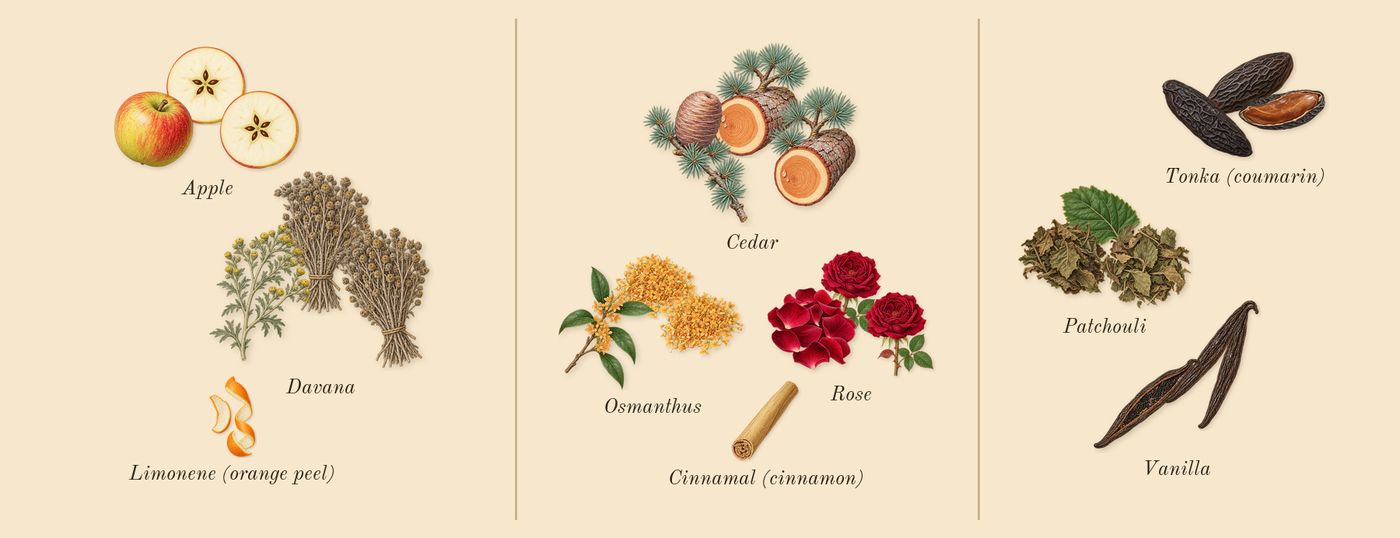 1 Million Elixir’s scent picture, a draft: davana, apple, rose, osmanthus, cedar, vanilla drawn so far; dashed outlines where nothing is drawn yet