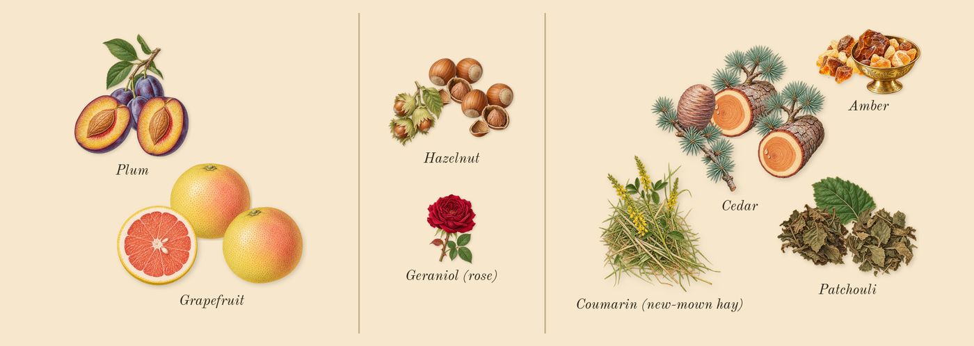 1 Million Lucky’s scent picture, a draft: plum, hazelnut, cedar, patchouli, grapefruit, amber drawn so far; dashed outlines where nothing is drawn yet