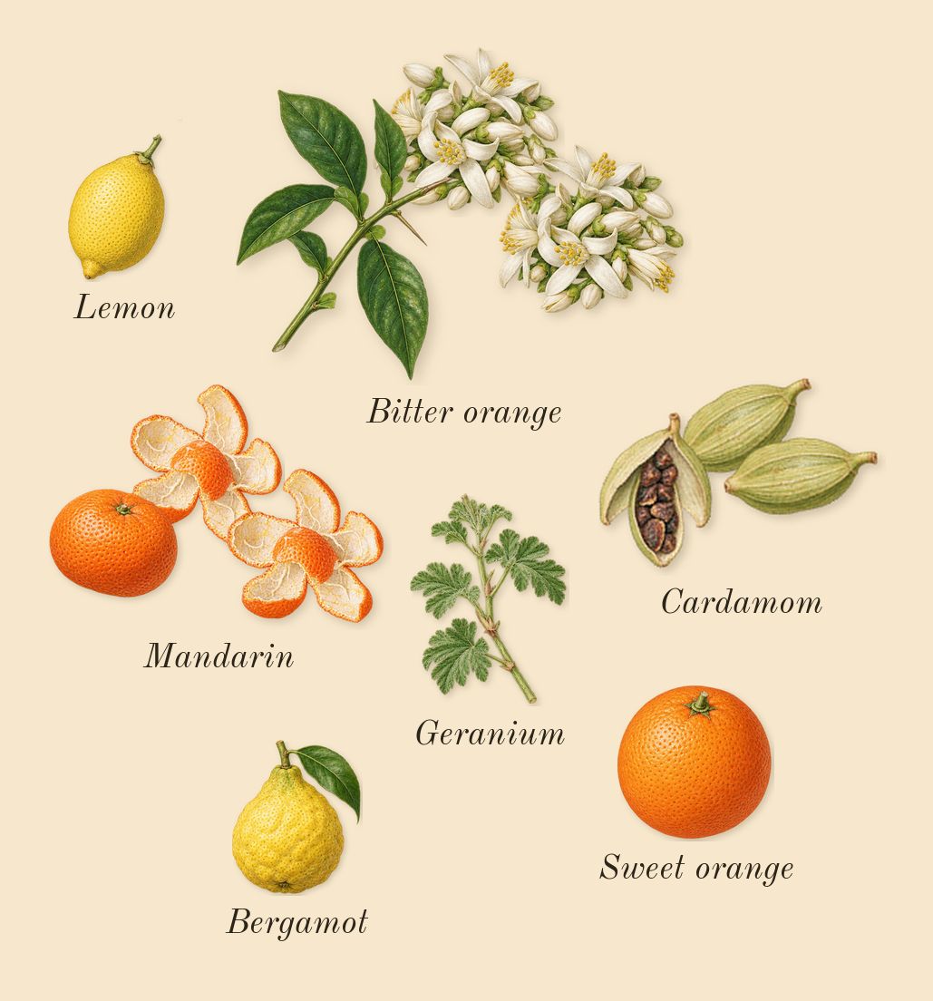 1 Million Night Elixir, top notes: Mandarin, Bitter orange, Cardamom, Lemon, Sweet orange, Bergamot, Geranium