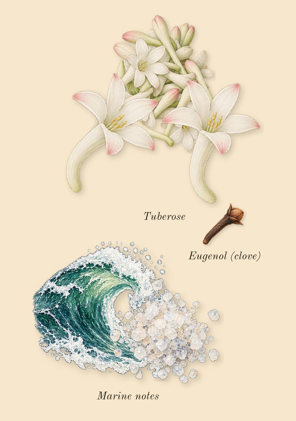 1 Million, heart: Tuberose, Marine notes, Eugenol (clove)