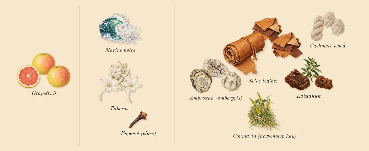 1 Million’s scent picture, a draft: grapefruit, tuberose, solar leather, marine notes, ambroxan (ambergris), cashmere wood drawn so far; dashed outlines where nothing is drawn yet
