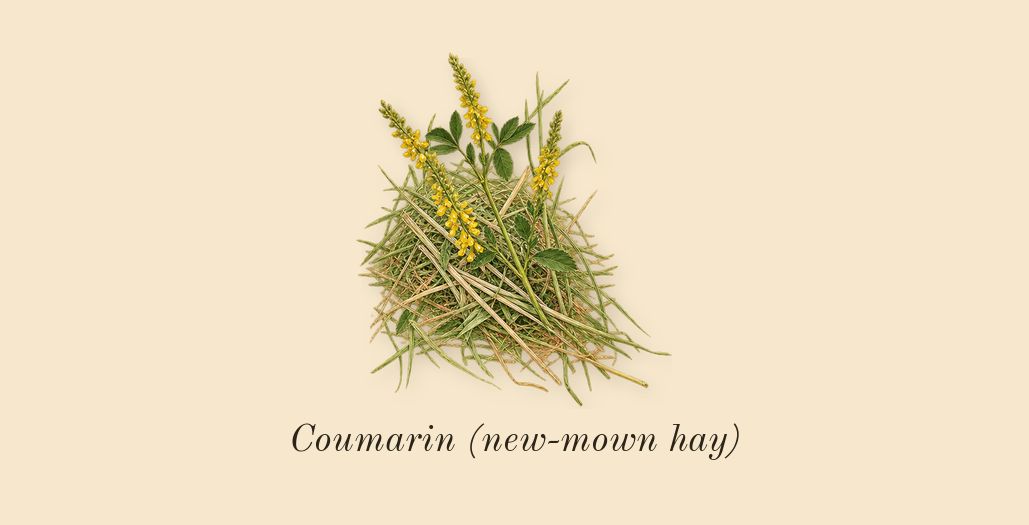 Fame, dry-down: Coumarin (new-mown hay)