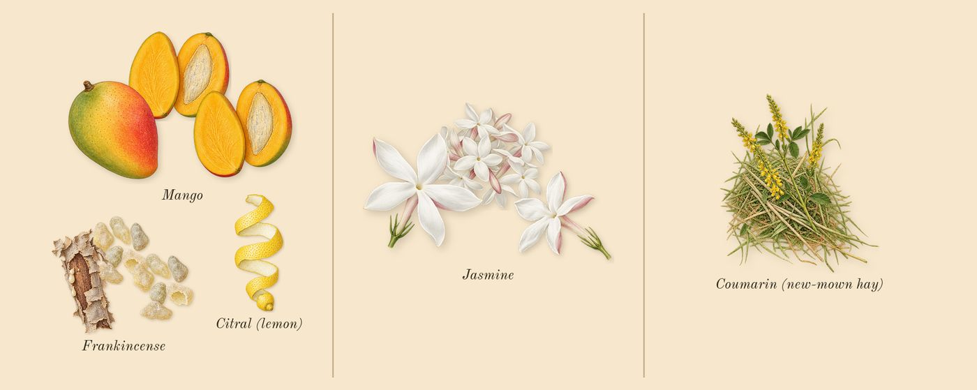 Fame’s scent picture, a draft: mango, jasmine, frankincense, coumarin (new-mown hay), citral (lemon) drawn so far; dashed outlines where nothing is drawn yet