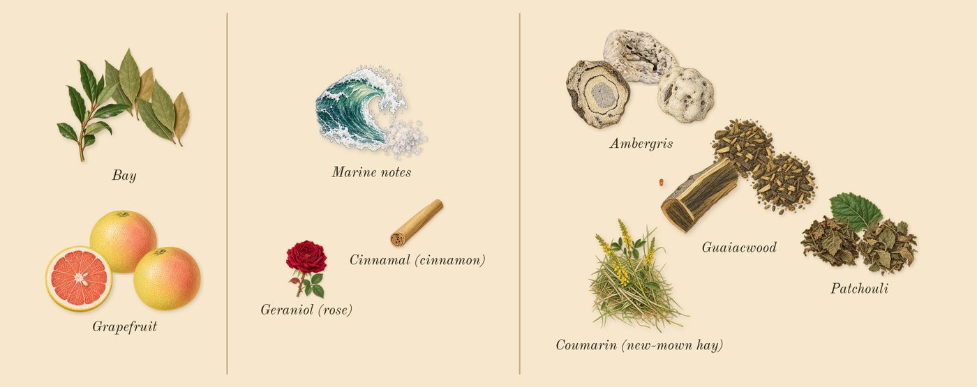 Invictus’s scent picture, a draft: grapefruit, marine notes, guaiacwood, patchouli, ambergris, bay drawn so far; dashed outlines where nothing is drawn yet