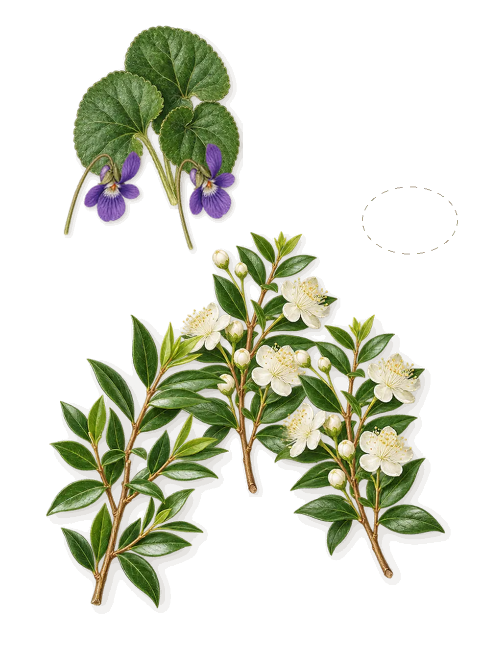 Invictus, as it settles: Black soap, Myrtle, Violet