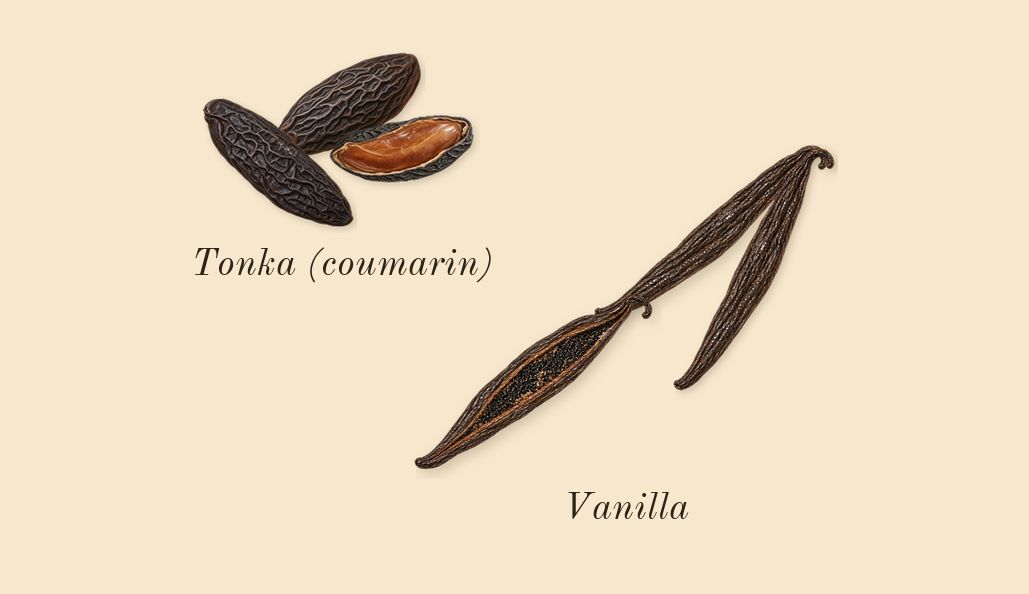 Invictus Victory, dry-down: Vanilla, Tonka (coumarin)