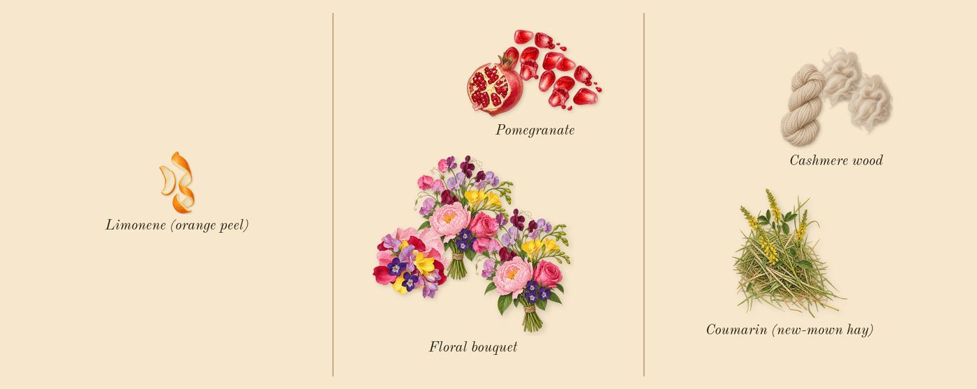 Lady Million Royal’s scent picture, a draft: pomegranate, floral bouquet, cashmere wood, coumarin (new-mown hay), limonene (orange peel) drawn so far; dashed outlines where nothing is drawn yet