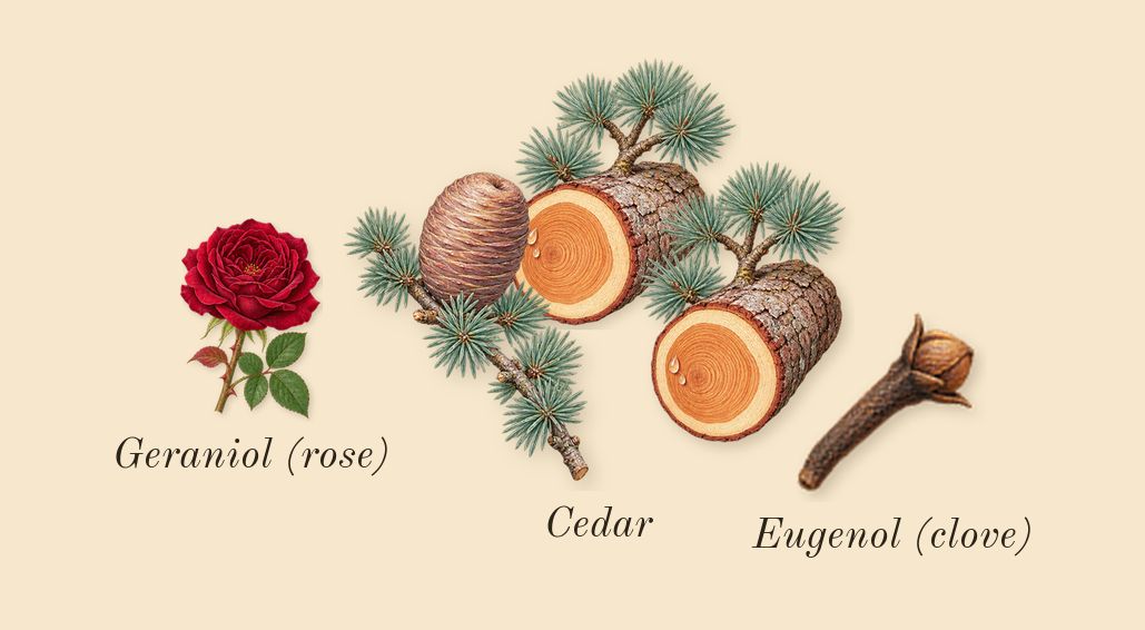 Million Gold, heart: Cedar, Geraniol (rose), Eugenol (clove)