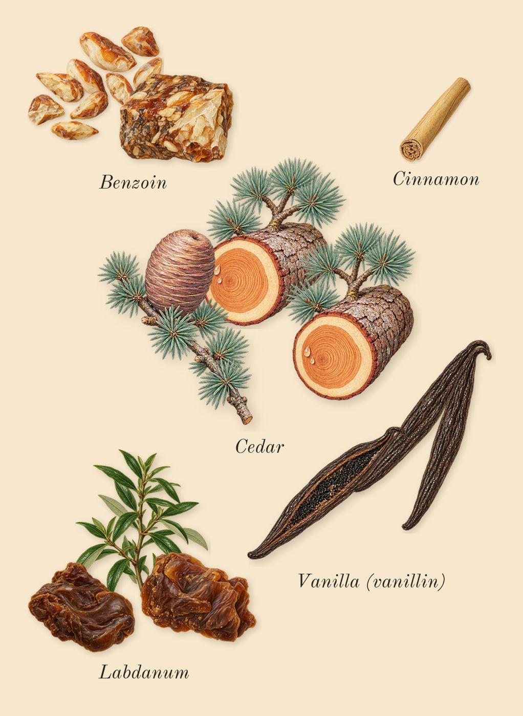 Million Gold Elixir, heart: Vanilla (vanillin), Cedar, Benzoin, Labdanum, Cinnamon