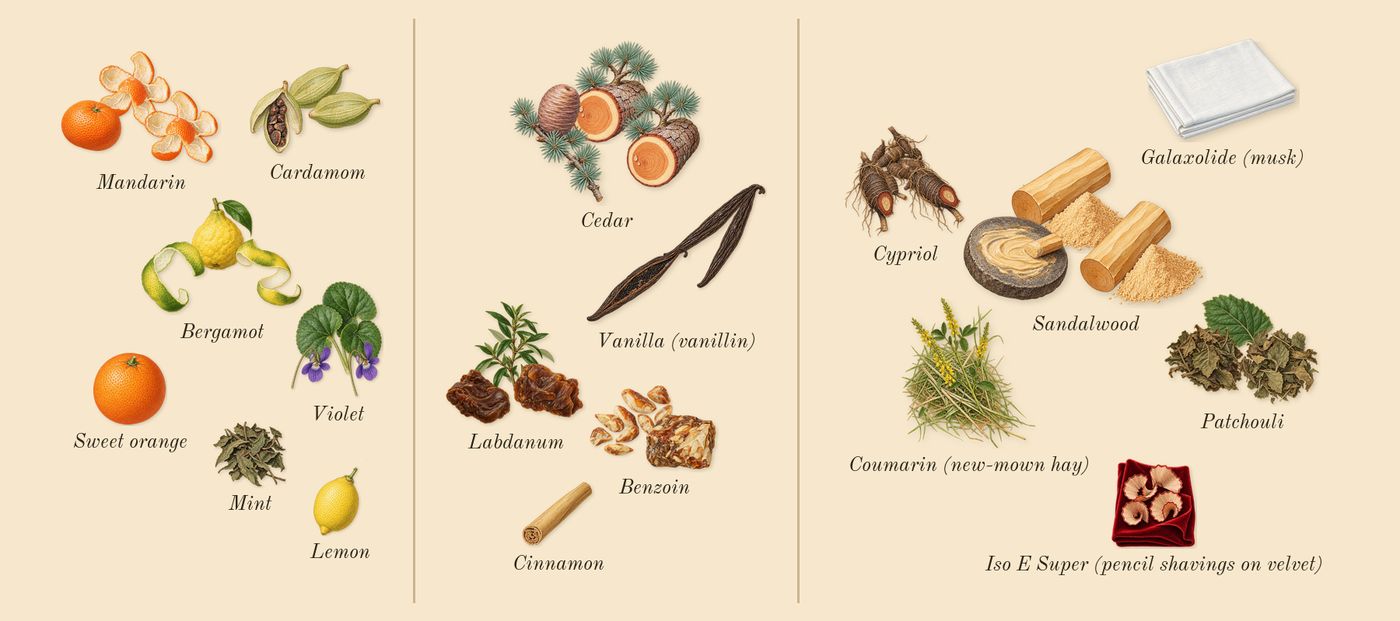 Million Gold Elixir’s scent picture, a draft: mandarin, bergamot, violet, cardamom, vanilla (vanillin), cedar drawn so far; dashed outlines where nothing is drawn yet