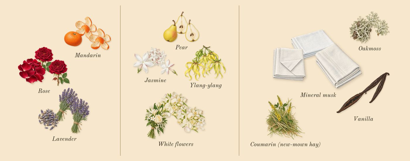 Million Gold for Her’s scent picture, a draft: rose, white flowers, mineral musk, lavender, mandarin, pear drawn so far; dashed outlines where nothing is drawn yet