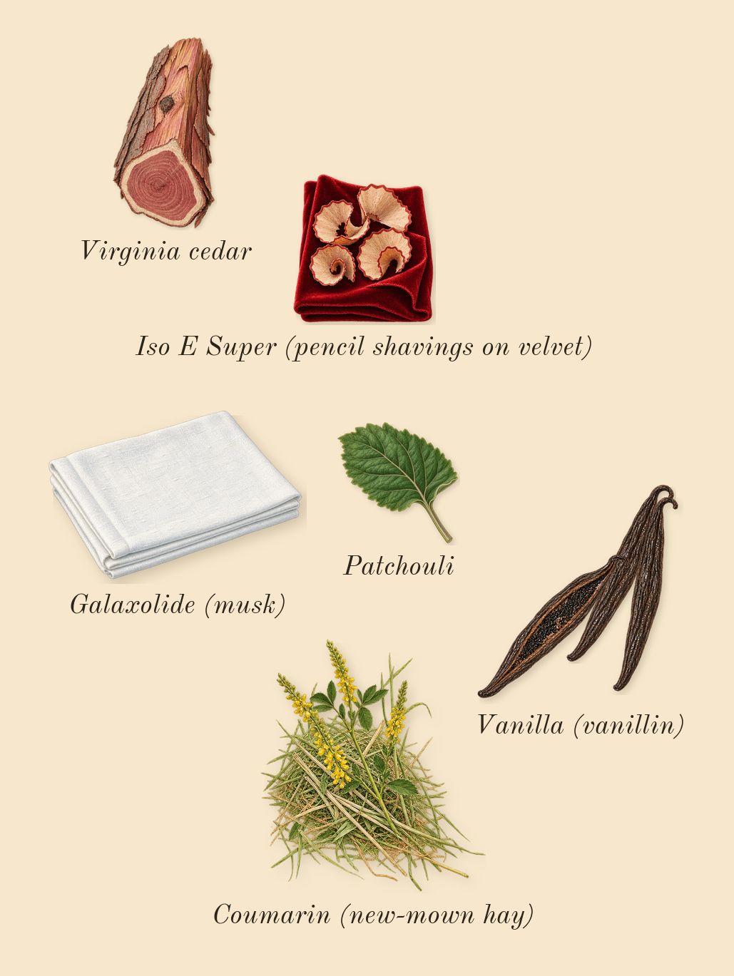 Olympéa Absolu, dry-down: Vanilla (vanillin), Virginia cedar, Patchouli, Iso E Super (pencil shavings on velvet), Galaxolide (musk), Coumarin (new-mown hay)