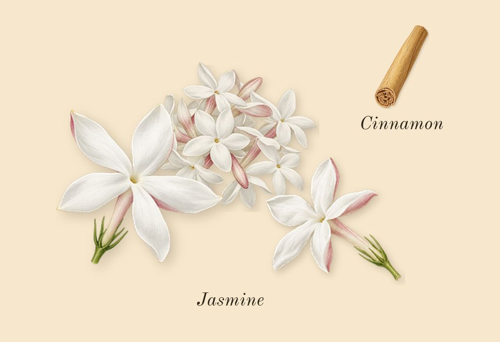 Olympéa Absolu, heart: Jasmine, Cinnamon