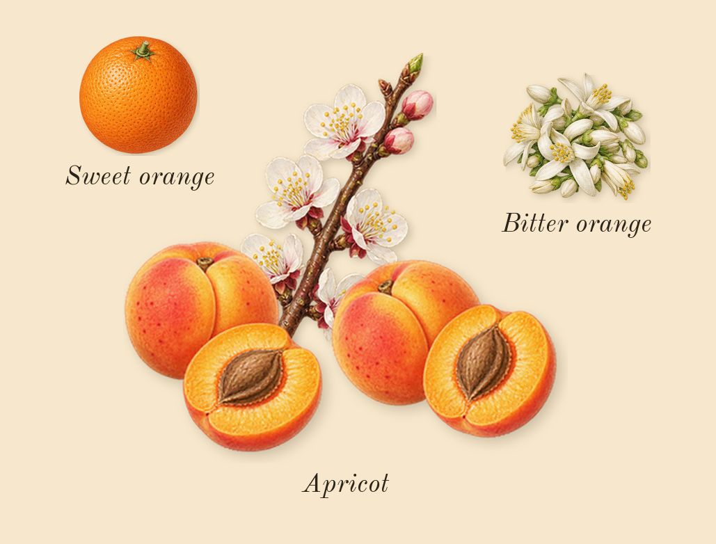 Olympéa Absolu, top notes: Apricot, Sweet orange, Bitter orange
