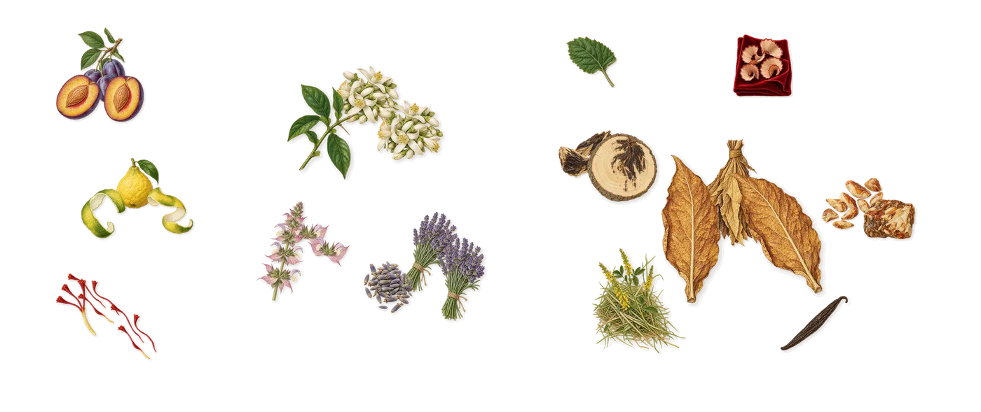Phantom in Red Elixir’s scent picture, a draft: bergamot, plum, saffron, lavender, clary sage, orange flower drawn so far; dashed outlines where nothing is drawn yet